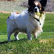 Charlie joined the competition — help win amazing prizes! alert, animal, background, canine, collar, daytime, dog, ears, fluffy, fur, grass, greenery, landscape, mammal, nature, outdoor, park, pet, standing, sunlight
