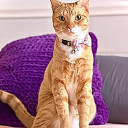 Papaya joined the competition — help win amazing prizes! cat, orange_tabby, bow_tie, bell, indoor, couch, purple_cushion, pink_surface, pet, feline, sitting, portrait, fur, whiskers, ears, alert, domestic_animal, cute, closeup, cozy