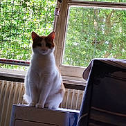 Stitch a rejoint le concours — aidez-le/la à gagner de superbes lots ! cat, indoor, window, appliance, greenery, leafy_trees, radiator, orange_and_white_cat, pet, feline, sitting, blurred_face, houseplant_outside, natural_light, mesh_window_screen, curtains, home_interior, furniture, domestic_animal, calm
