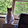 cat, indoor, window, appliance, greenery, leafy_trees, radiator, orange_and_white_cat, pet, feline, sitting, blurred_face, houseplant_outside, natural_light, mesh_window_screen, curtains, home_interior, furniture, domestic_animal, calm
