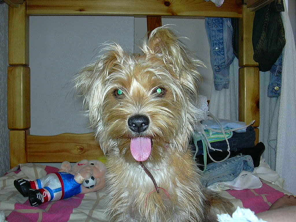 Tessy