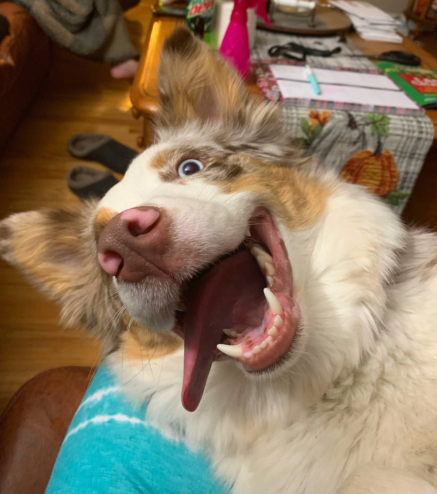 Amari joined the competition — help win amazing prizes! canidae, carnivore, companion_dog, dog, dog_breed, ear, fang, felidae, fur, happy, jaw, shout, small_to_medium_sized_cats, smile, snout, sporting_group, tooth, whiskers, working_animal, yawn