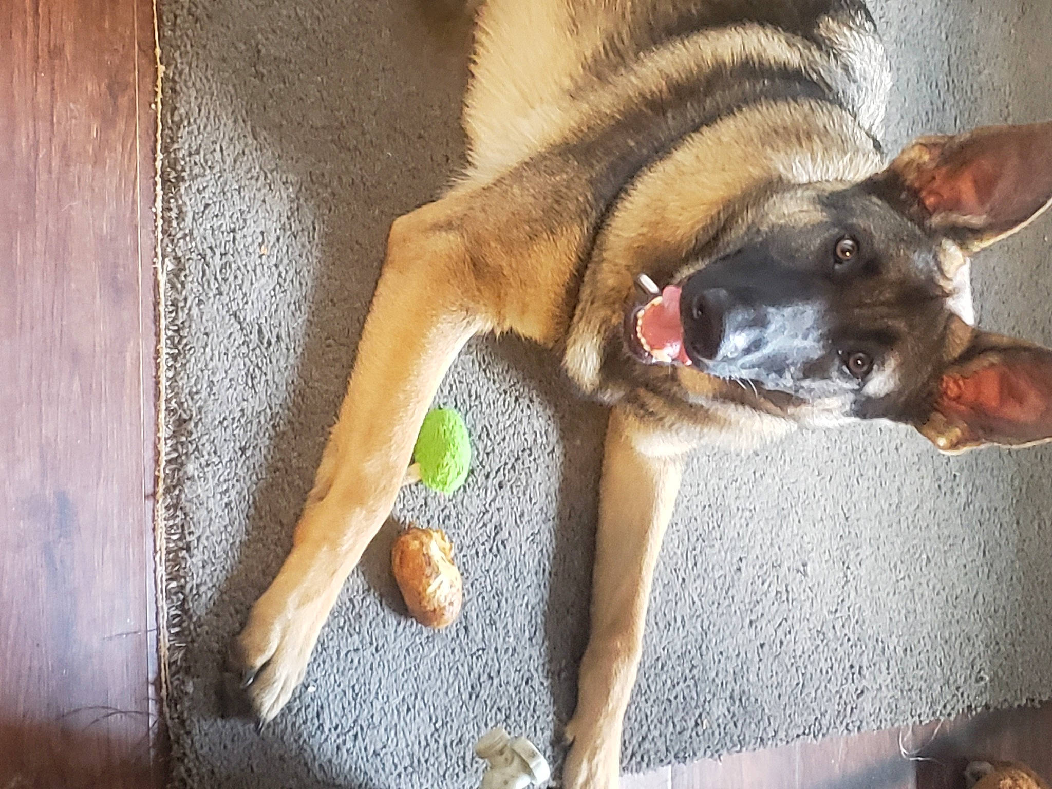 Jersey joined the competition — help win amazing prizes! canidae, carnivore, collar, companion_dog, dog, dog_breed, dog_collar, dog_supply, fawn, foot, jaw, paw, pet_supply, snout, sporting_group, street_dog, tail, wood, working_animal, working_dog