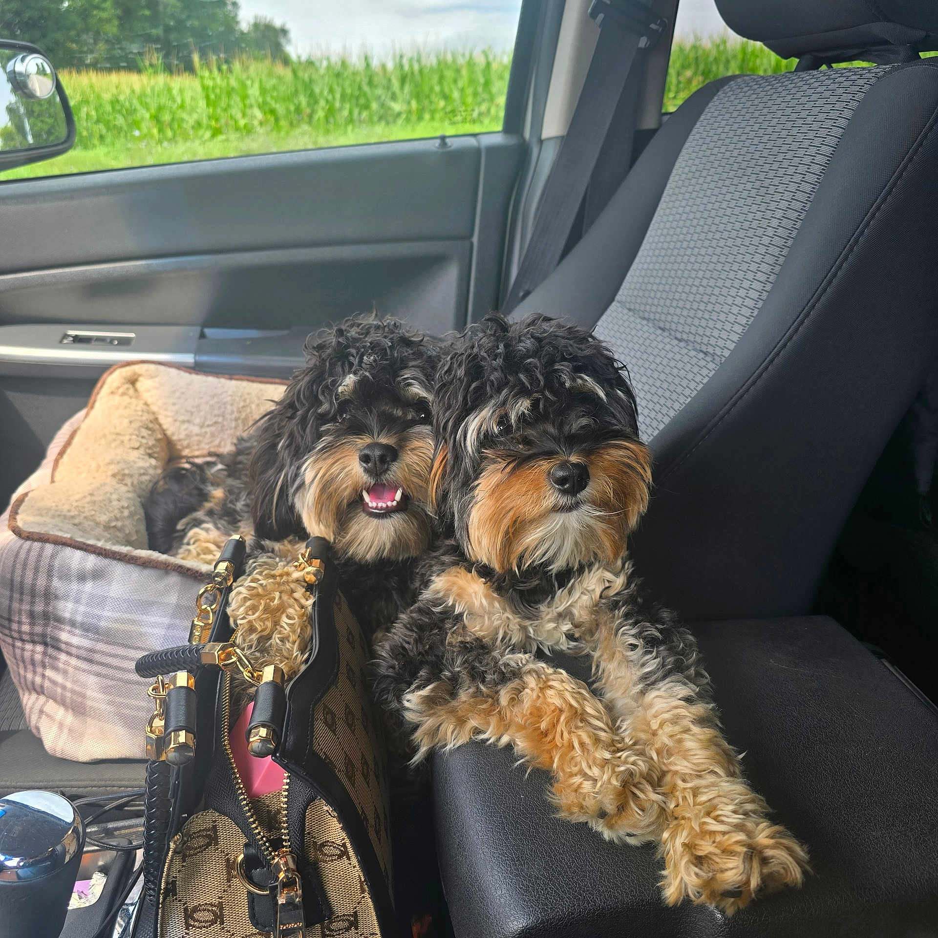 Scout Jet joined the competition — help win amazing prizes! armrest, black_dog, brown_dog, car_interior, companion, curly_hair, cute, dog, dog_bed, door, green_field, handbag, leather, pet, relaxed, seat, sunlight, travel, vehicle, window
