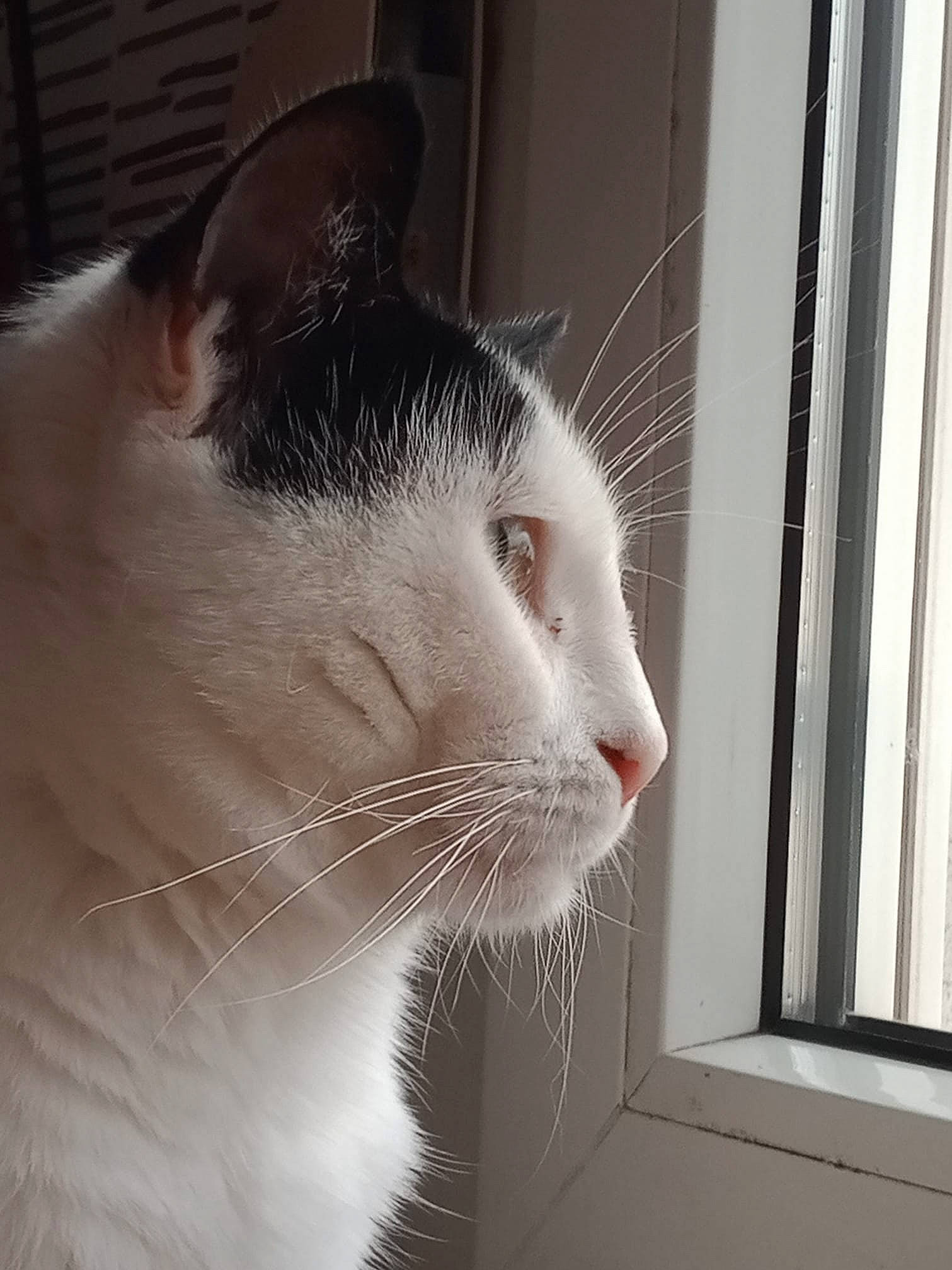 Fluffy participe au concours pour gagner de l'argent avec cette photo : carnivore, cat, domestic_short_haired_cat, eye, felidae, fixture, fur, head, iris, monochrome_photography, small_to_medium_sized_cats, snout, tail, whiskers, window, window_blind, window_covering