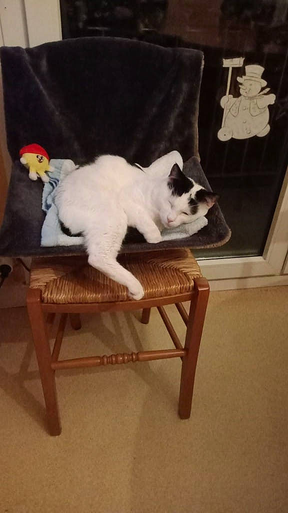 Fluffy participe au concours pour gagner de l'argent avec cette photo : art, carnivore, cat, chair, comfort, companion_dog, fawn, felidae, flooring, fur, furniture, hardwood, mammal, room, small_to_medium_sized_cats, table, tail, vertebrate, whiskers, wood