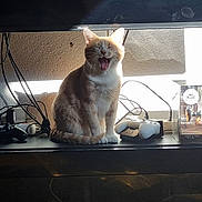 Brick participe au concours pour gagner de l'argent avec cette photo : animal, black_surface, cables, cat, cute, electronics, fur, home, indoor, natural_light, orange_cat, pet, relaxed, shadow, sitting, television, video_game_controller, wall, whiskers, yawning
