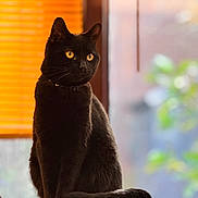 Pearl is registered to the contest to win money with this photo: black_cat, cat, pet, animal, indoor, window, orange_blinds, yellow_eyes, feline, soft_light, perch, sitting, domestic_cat, fur, whiskers, tail, cute, alert, portrait, relaxed