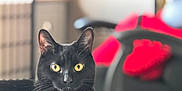 Pearl joined the competition — help win amazing prizes! abyssinian, animal, bed, bird, blackbird, blackcat, blanket, cat, furniture, kitten, manx, pet