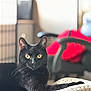 abyssinian, animal, bed, bird, blackbird, blackcat, blanket, cat, furniture, kitten, manx, pet