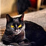 abyssinian, animal, blackcat, cat, kitten, manx, pet