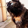 adorable, animal, background_blur, blue_eyes, cat, close_up, curious, cute, daylight, feline, fluffy, heart_emoji, nature, outdoor, pet, portrait, side_view, soft_fur, tortoiseshell, whiskers