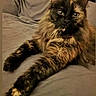 animal, cat, cozy, cute, domestic_cat, feline, fluffy, fur, gray_background, indoor, laying, mammal, paw, pet, portrait, relaxed, sleepy, stretching, tortoiseshell, whiskers