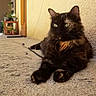 animal, calm, cat, close_up, concrete_floor, door, fur, green_eyes, outdoor, pet, plant_stand, portrait, potted_plants, relaxed, resting, shadow, sunlight, texture, tortoiseshell_cat, wall