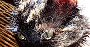 Navy a rejoint le concours — aidez-le/la à gagner de superbes lots ! animal, cat, close_up, detail, domestic_cat, ear, feline, fur, green_eyes, indoor, natural_light, pet, portrait, relaxing, resting, sunlight, texture, tortoiseshell_cat, whiskers, wicker