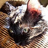 animal, cat, close_up, detail, domestic_cat, ear, feline, fur, green_eyes, indoor, natural_light, pet, portrait, relaxing, resting, sunlight, texture, tortoiseshell_cat, whiskers, wicker