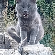 Panthère a rejoint le concours — aidez-le/la à gagner de superbes lots ! cat, gray_cat, animal, outdoor, stone, greenery, wild_plants, feline, pet, fur, ears, tail, mouth_open, nature, sitting, closeup, whiskers, wildlife, grass, rock