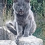 cat, gray_cat, animal, outdoor, stone, greenery, wild_plants, feline, pet, fur, ears, tail, mouth_open, nature, sitting, closeup, whiskers, wildlife, grass, rock