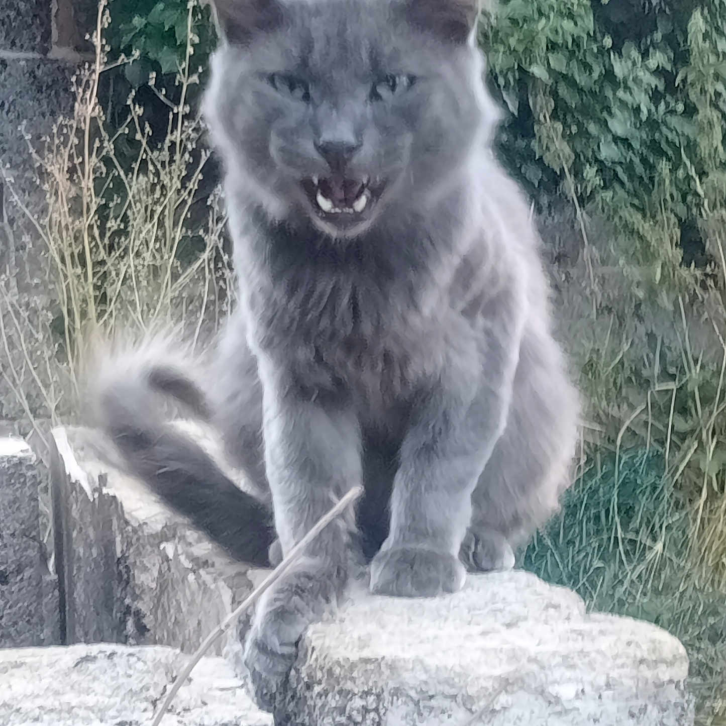 Panthère a rejoint le concours — aidez-le/la à gagner de superbes lots ! animal, cat, closeup, ears, feline, fur, grass, gray_cat, greenery, mouth_open, nature, outdoor, pet, rock, sitting, stone, tail, whiskers, wild_plants, wildlife