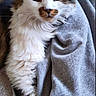cat, fluffy, mustache_mark, relaxed, grey_fabric, close_up, pet, animal, whiskers, indoor, cute, feline, soft_texture, striped, white_fur, brown_fur, green_eyes, portrait, cozy, resting
