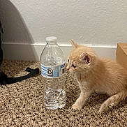 Oliver joined the competition — help win amazing prizes! baseboard, bottle, cardboard_box, carpet, cat, curiosity, domestic_cat, floor, fur, fuzzy, indoor, kitten, paw, pet, small, texture, wall, water_bottle, whiskers, young