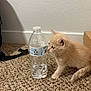 baseboard, bottle, cardboard_box, carpet, cat, curiosity, domestic_cat, floor, fur, fuzzy, indoor, kitten, paw, pet, small, texture, wall, water_bottle, whiskers, young