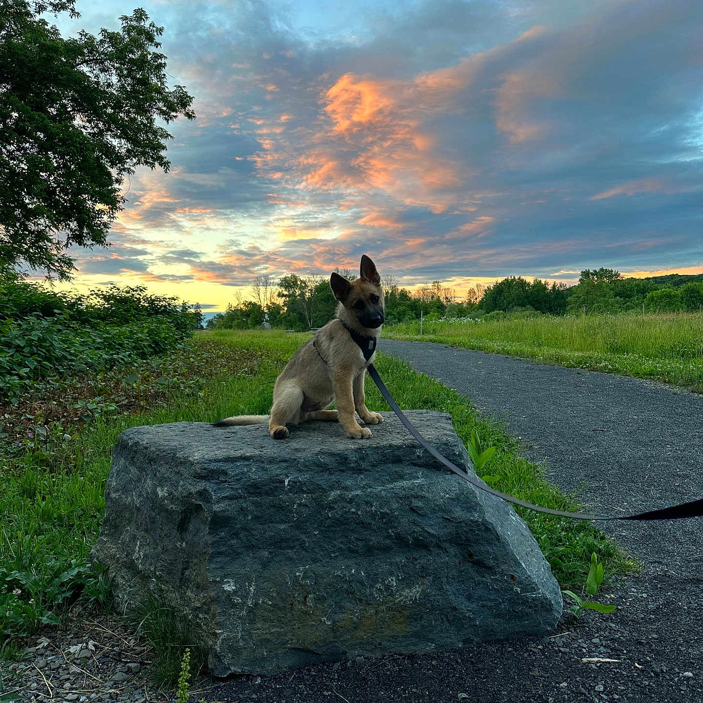 Goobey is registered to the contest to win money with this photo: accessories, animal, bulldog, canine, dog, grass, gravel, leash, nature, outdoors, path, pet, plant, puppy, road, rock, sky, strap, tree, vegetation