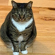 Gordon joined the competition — help win amazing prizes! animal, cat, close_up, cute, domestic_cat, ears, feline, flooring, fur, household, indoor, looking_at_camera, pet, portrait, sitting, tabby, whiskers, white_chest, white_paws, wooden_floor