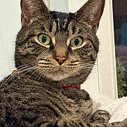 Tigre is registered to the contest to win money with this photo: animal_face, cat, close_up, curious, domestic_animal, ears, feline, fur, green_eyes, indoor, looking, pet, pink_nose, portrait, resting, soft_surface, striped_fur, tabby, whiskers, window