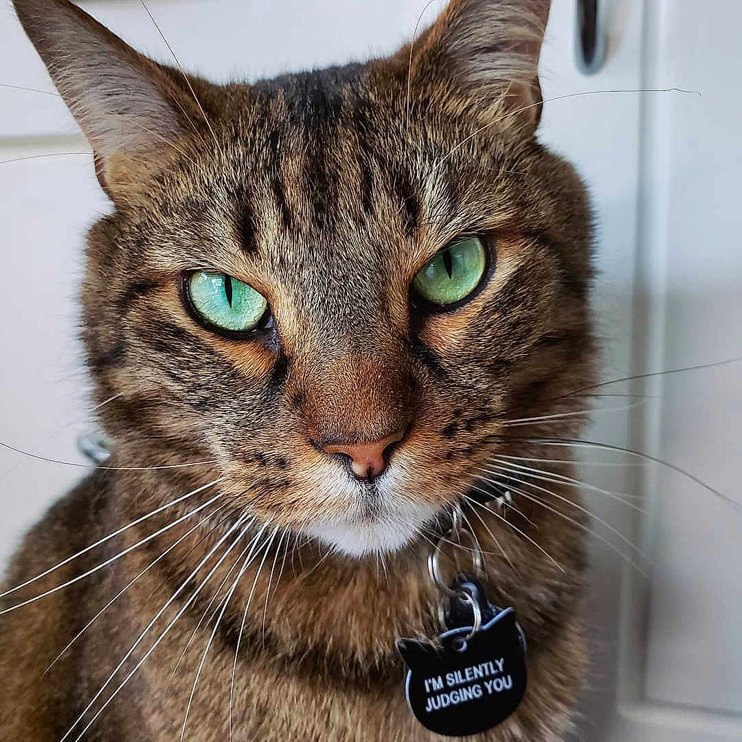 B-mo joined the competition — help win amazing prizes! aegean_cat, american_shorthair, asian, bengal, carnivore, cat, domestic_short_haired_cat, dragon_li, egyptian_mau, european_shorthair, felidae, fur, mammal, ocicat, small_to_medium_sized_cats, snout, tabby_cat, toyger, vertebrate, whiskers