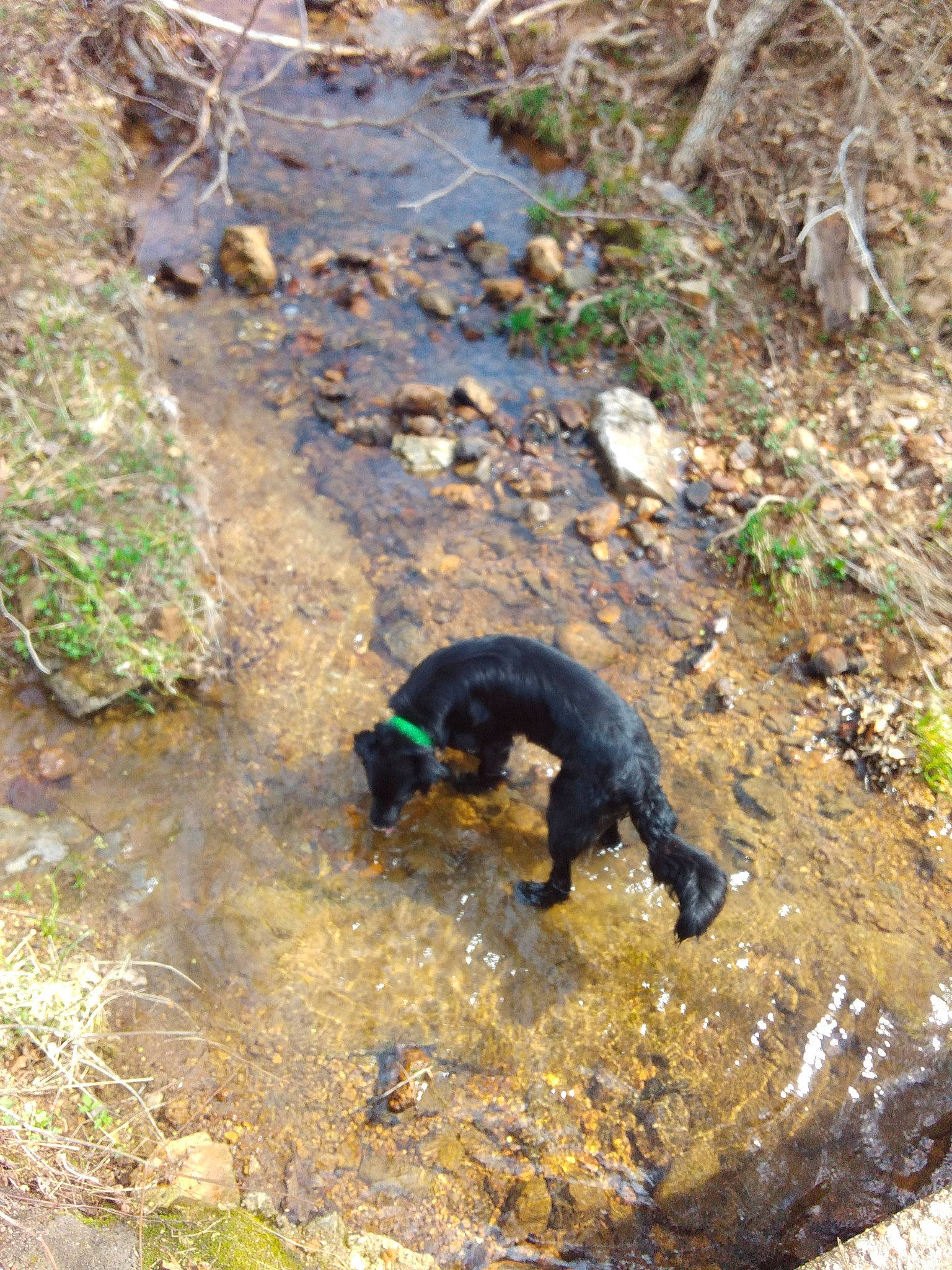 Cojack is registered to the contest to win money with this photo: bedrock, canidae, carnivore, claw, dog_breed, electric_blue, grass, groundcover, hunting_dog, plant, rock, soil, sporting_group, tail, tasmanian_devil, terrestrial_animal, tree
