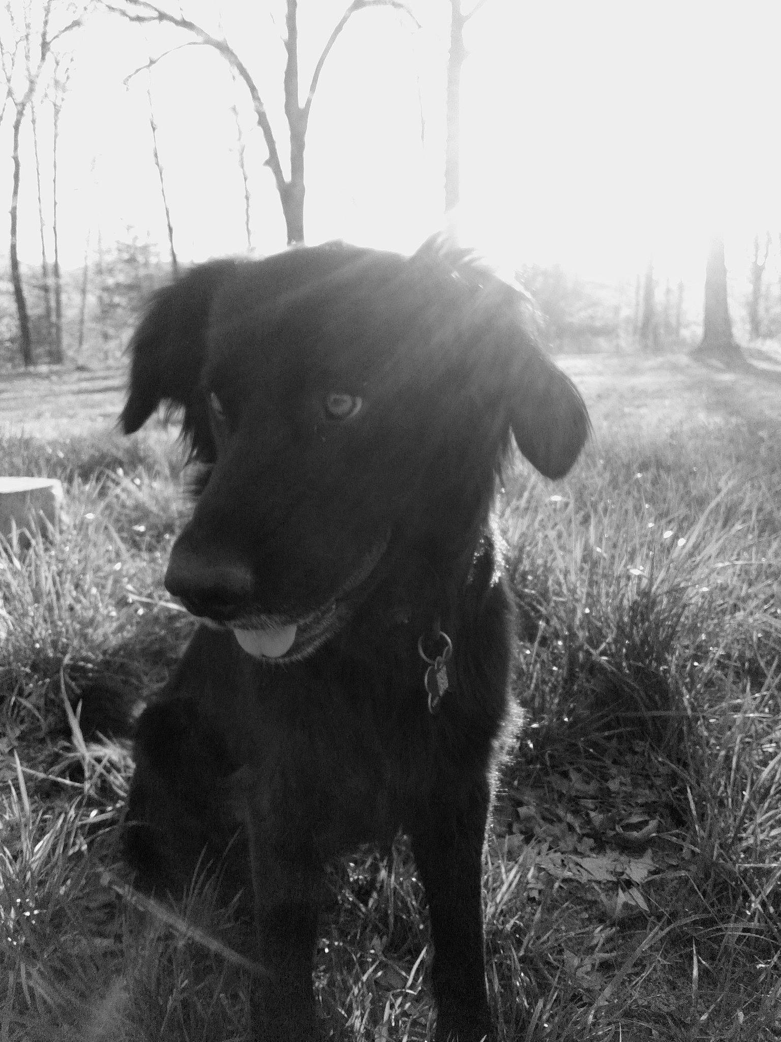 Cojack joined the competition — help win amazing prizes! borador, carnivore, collar, companion_dog, dog, dog_breed, forest, fur, grass, grassland, monochrome, monochrome_photography, plant, retriever, soil, sporting_group, tree, whiskers, wood, working_animal