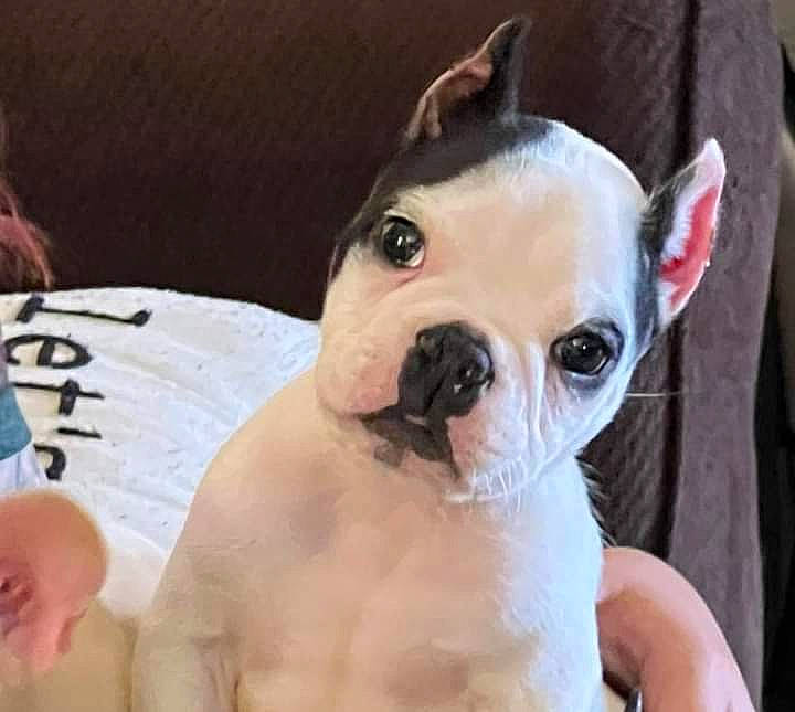 Drip joined the competition — help win amazing prizes! boston_terrier, bulldog, canidae, carnivore, chest, companion_dog, dog, dog_breed, ear, eye, fawn, french_bulldog, fur, molosser, puppy_love, snout, sporting_group, toy_dog, whiskers, working_animal