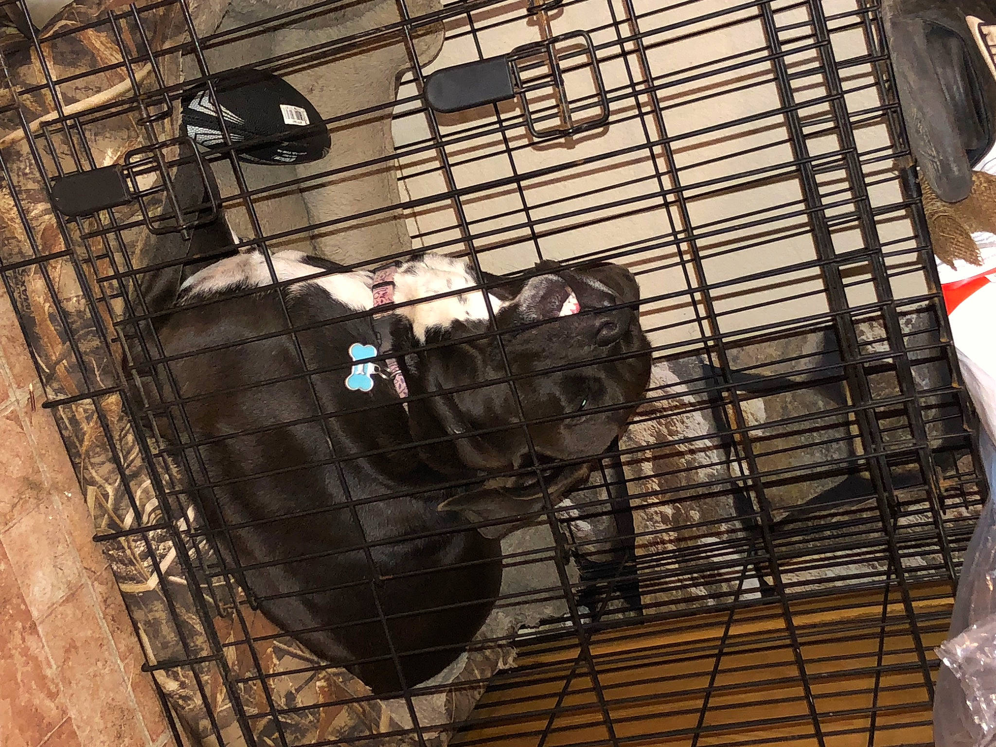 Macie joined the competition — help win amazing prizes! animal_shelter, art, cage, circle, flooring, font, fur, line, mesh, metal, net, pattern, pet_supply, shadow, tail, terrestrial_animal, tints_and_shades, window, wood, world