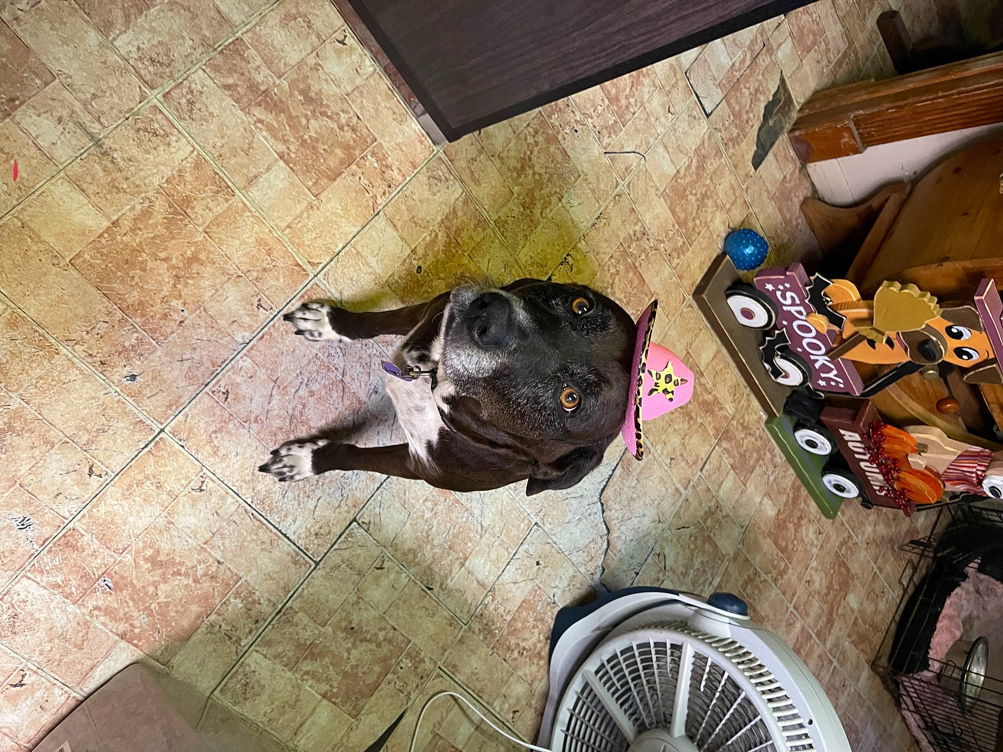 Macie joined the competition — help win amazing prizes! automotive_tire, bicycle_tire, carnivore, companion_dog, dog, dog_breed, eyewear, fawn, felidae, floor, flooring, hardwood, rim, small_to_medium_sized_cats, sporting_group, tail, tire, wheel, wood, working_animal