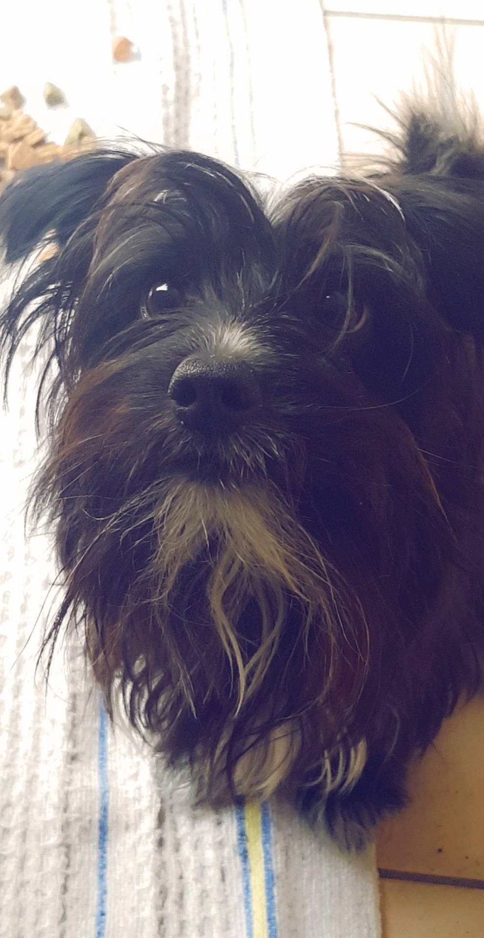 Timy participe au concours pour gagner de l'argent avec cette photo : affenpinscher, bolonka, canidae, carnivore, companion_dog, dog, dog_breed, kyi_leo, mammal, miniature_schnauzer, morkie, puppy, schnauzer, schnoodle, skye_terrier, snout, sporting_group, tibetan_terrier, toy_dog, vertebrate