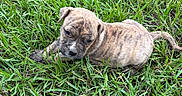 Smoke joined the competition — help win amazing prizes! adorable, animal, brindle, canine, curious, cute, daylight, dog, fur, grass, green, laying, mammal, nature, outdoor, pet, puppy, small, summer, young