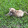 adorable, animal, brindle, canine, curious, cute, daylight, dog, fur, grass, green, laying, mammal, nature, outdoor, pet, puppy, small, summer, young