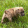 Smoke joined the competition — help win amazing prizes! adorable, animal, brown_fur, canine, curious, cute, dog, grass, greenery, nature, outdoor, pet, playful, puppy, side_view, small_tail, sunlight, wrinkled_skin, young, young_animal