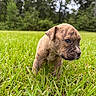 Smoke joined the competition — help win amazing prizes! animal, brindle, canine, curious, cute, dog, eyes, field, fur, grass, green, head, mammal, nature, outdoor, pet, puppy, side_view, small, young