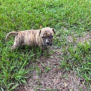 Smoke joined the competition — help win amazing prizes! animal, brindle, canine, curious, cute, daylight, dog, ears, eyes, fur, grass, ground, nature, outdoor, pet, puppy, small, snout, walking, young
