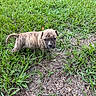 animal, brindle, canine, curious, cute, daylight, dog, ears, eyes, fur, grass, ground, nature, outdoor, pet, puppy, small, snout, walking, young