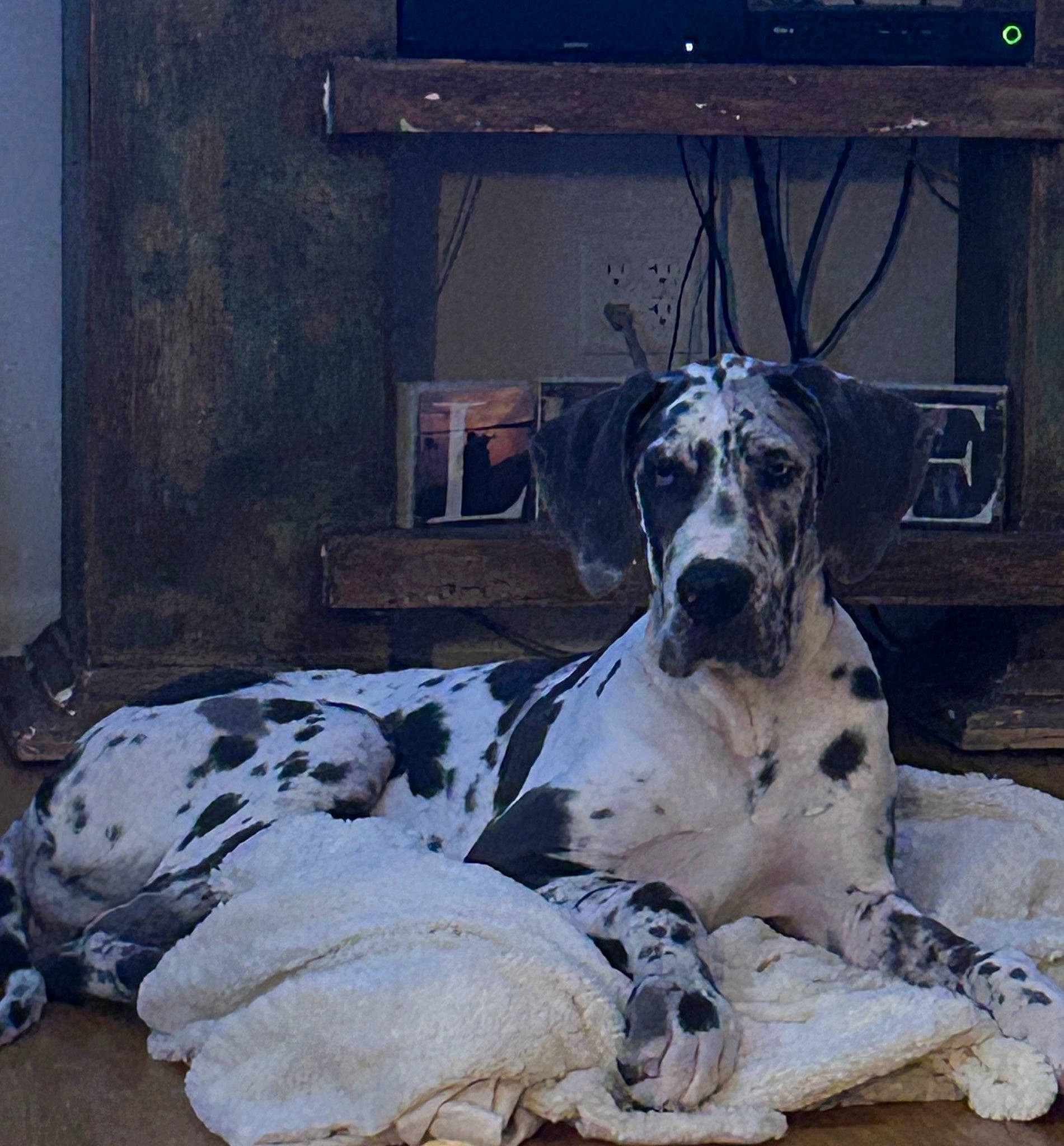 Frank is registered to the contest to win money with this photo: ancient_dog_breeds, canidae, carnivore, companion_dog, dog, dog_breed, fawn, fur, great_dane, guard_dog, metal, non_sporting_group, sitting, snout, sporting_group, terrestrial_animal, window, working_animal, working_dog