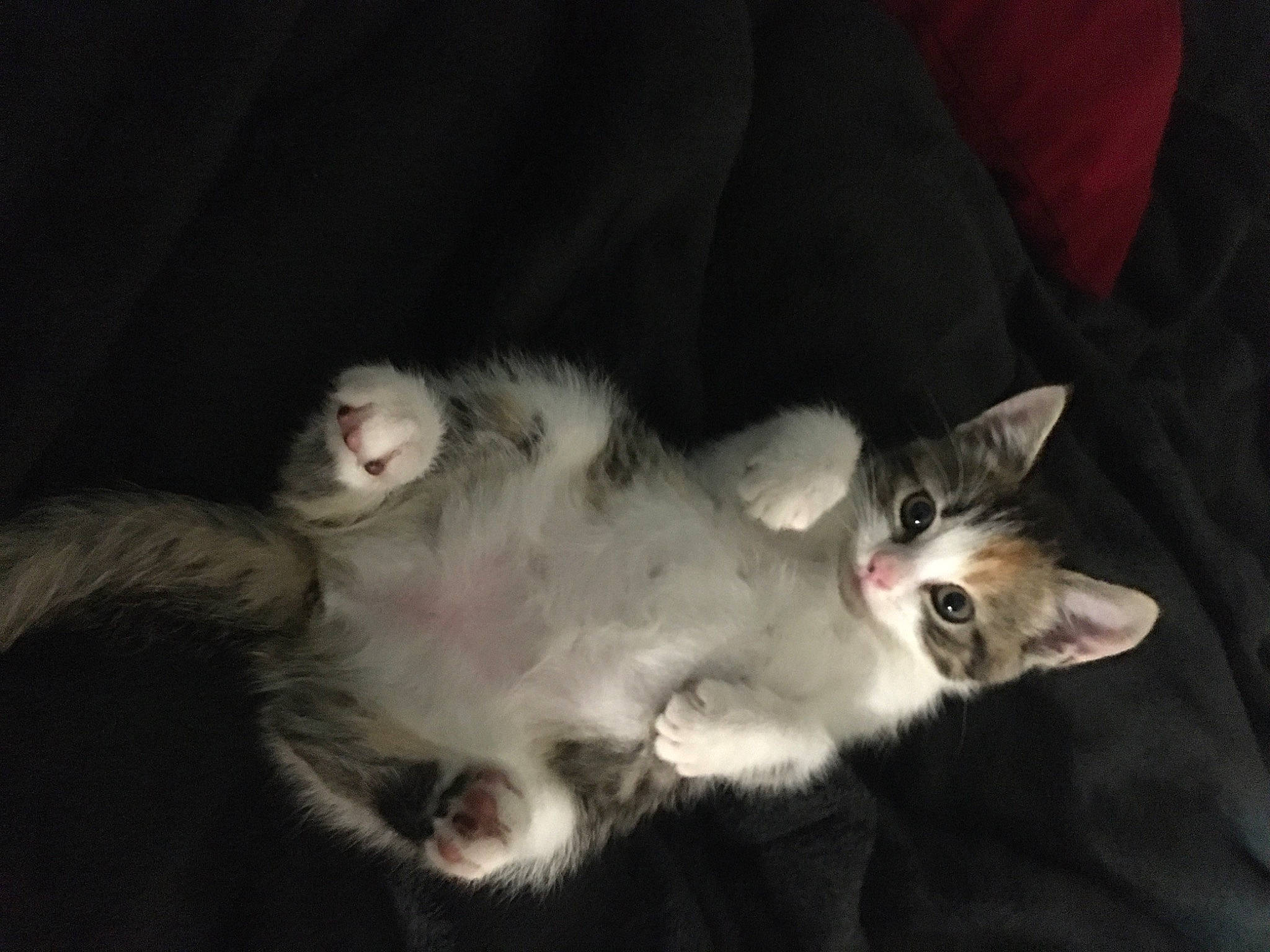 Dahlia is registered to the contest to win money with this photo: carnivore, cat, claw, darkness, domestic_short_haired_cat, felidae, fur, paw, small_to_medium_sized_cats, tail, whiskers