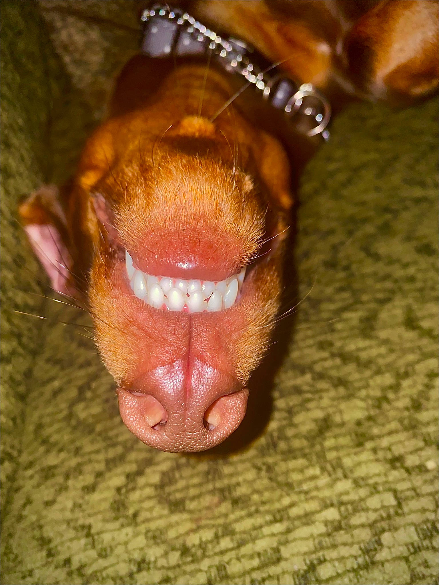 Stallone joined the competition — help win amazing prizes! carnivore, companion_dog, dog, dog_breed, fang, fawn, foot, jaw, leg, liver, mammal, paw, snout, sporting_group, tail, terrestrial_animal, tooth, vertebrate, whiskers, working_animal