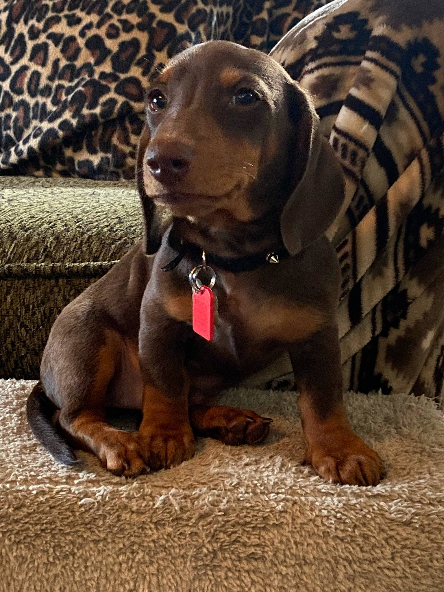 Stallone joined the competition — help win amazing prizes! art, canidae, carnivore, companion_dog, dog, dog_breed, dog_collar, dog_supply, fawn, guard_dog, gun_dog, hound, liver, pet_supply, snout, sporting_group, terrestrial_animal, whiskers, working_animal, working_dog