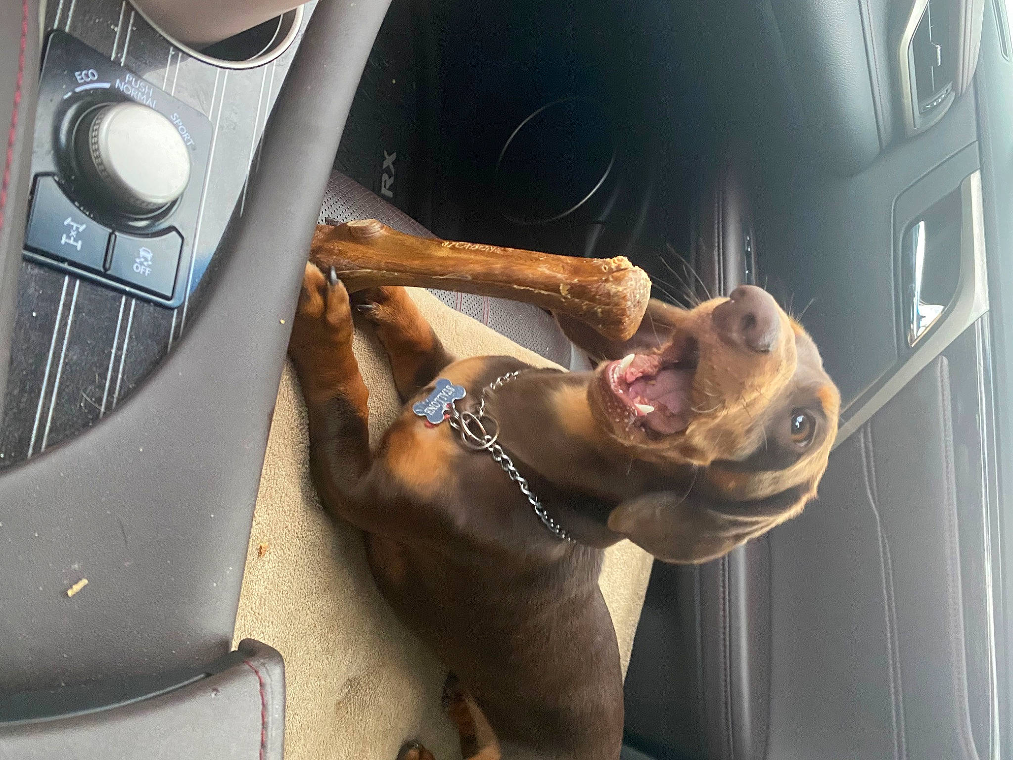 Stallone is registered to the contest to win money with this photo: auto_part, automotive_design, automotive_lighting, carnivore, chest, elbow, fawn, flash_photography, gas, home_appliance, human_leg, jaw, liver, machine, mechanical_fan, motor_vehicle, steering_wheel, vehicle, vehicle_door, window