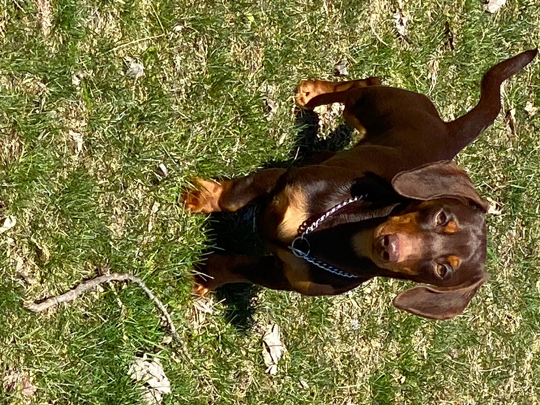 Stallone is registered to the contest to win money with this photo: carnivore, companion_dog, dog, dog_breed, fawn, grass, grassland, groundcover, guard_dog, happy, hound, liver, people_in_nature, pinscher, plant, smile, sporting_group, terrestrial_animal, working_animal, working_dog