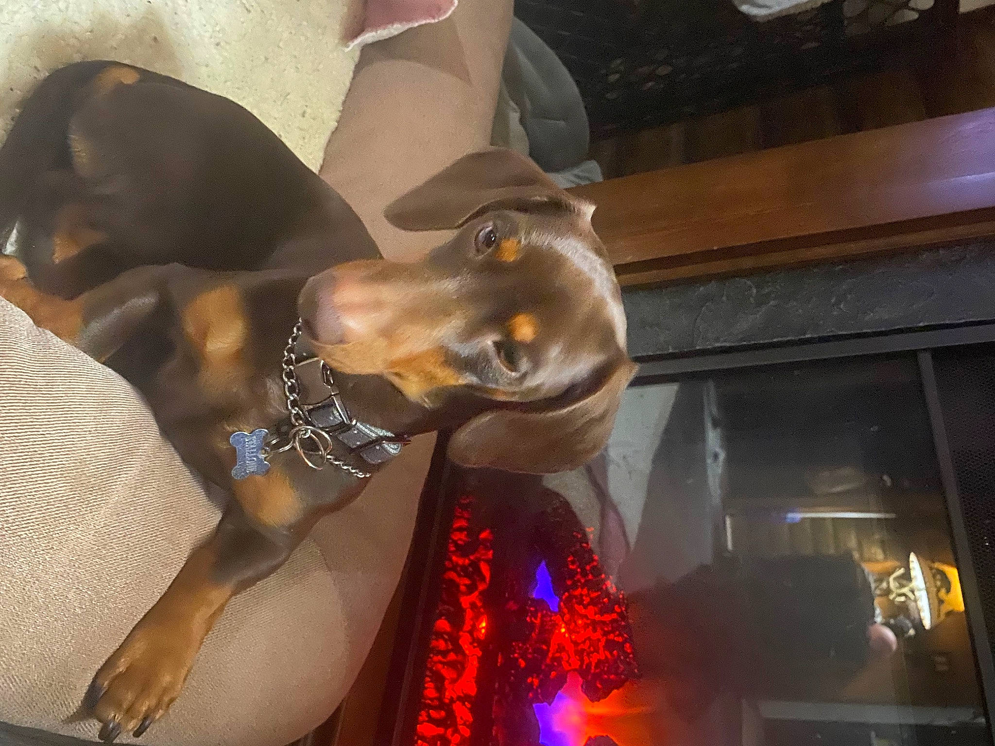 Stallone joined the competition — help win amazing prizes! art, automotive_lighting, bronze_sculpture, building, canidae, carnivore, dog, dog_breed, event, fashion_accessory, fawn, fun, glass, guard_dog, metal, sculpture, snout, sporting_group, visual_arts, working_animal