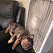 Skye joined the competition — help win amazing prizes! puppy, dog, sleeping, table, fan, black_leather_couch, indoor, relaxing, cozy, napping, pet, fur, paw, collar, home, small_table, white_fan, floor, wall, cord